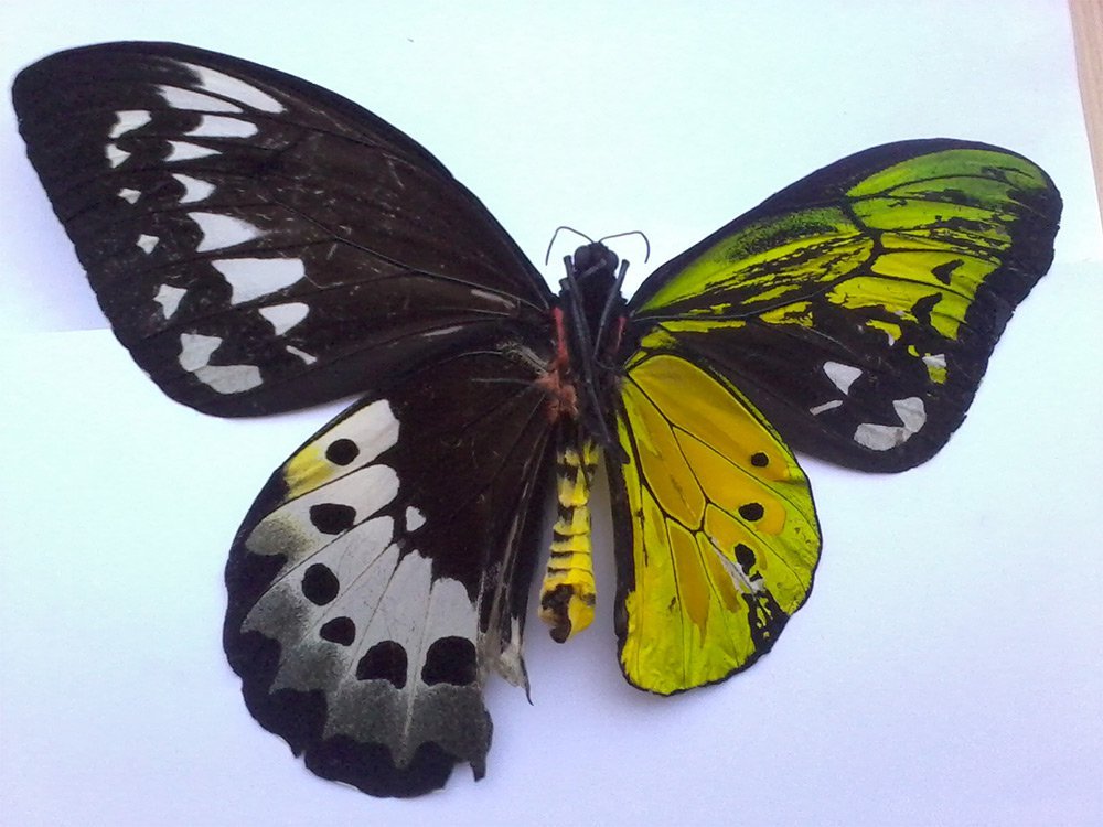 Gynandromorphism in Butterflies