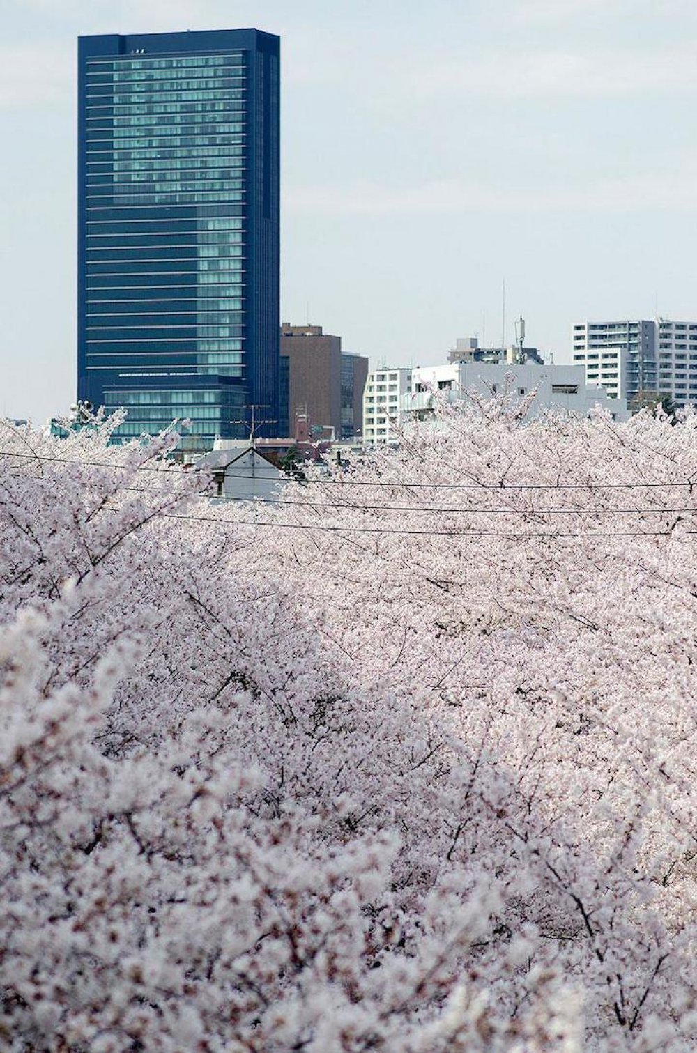 Японія, весна, сакура