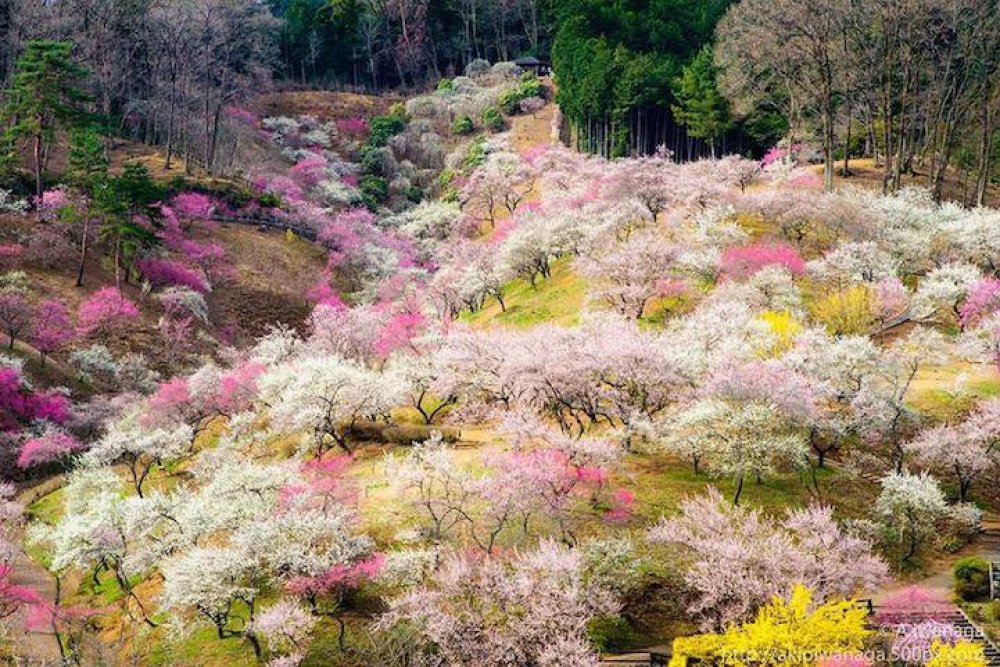 Japan, Spring, Sakura