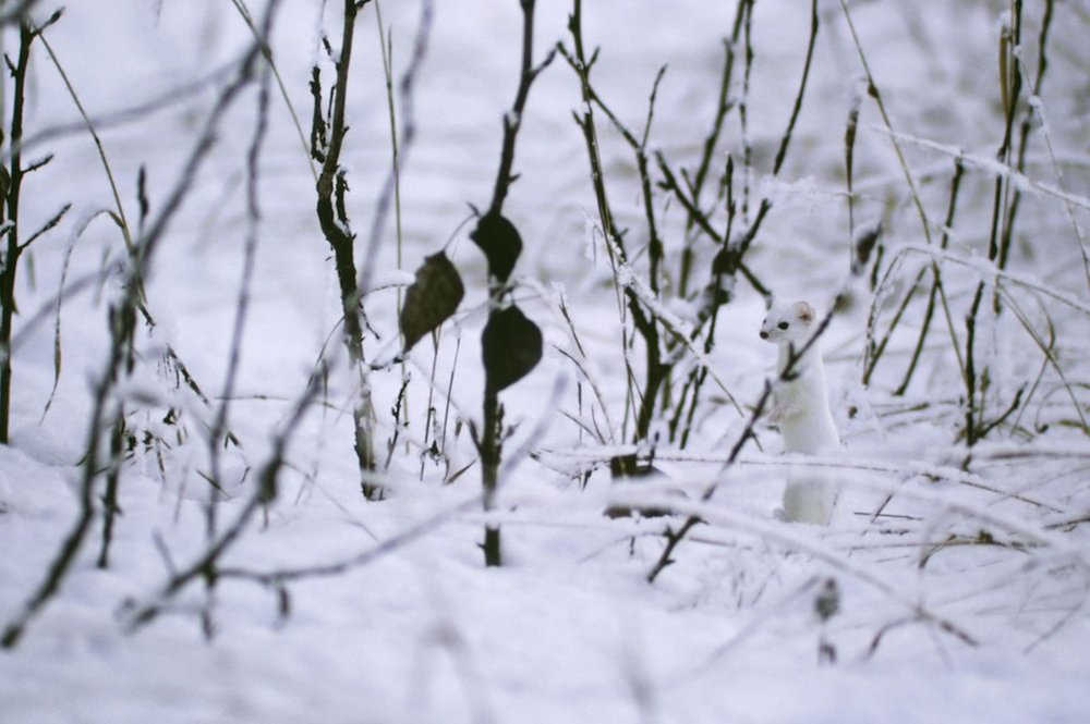 Photograph of disguised animals