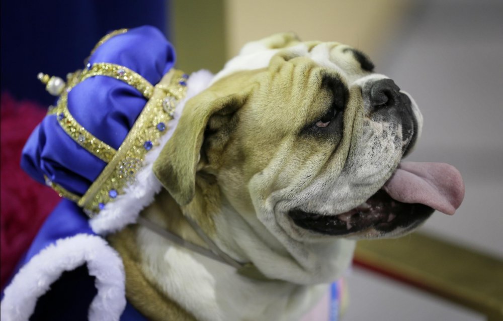 Конкурс красоты «Drake Relays Beautiful Bulldog 2014»