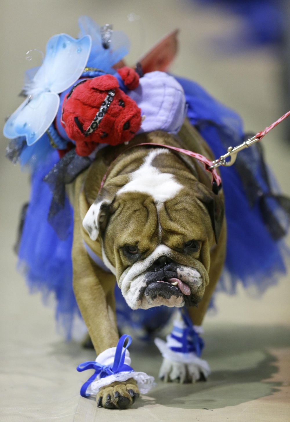 Конкурс краси & laquo; Drake Relays Beautiful Bulldog 2014 & raquo;