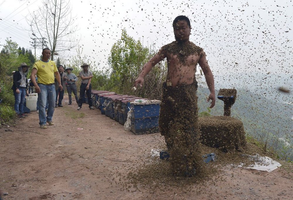 The costume of bees at 45 kilos