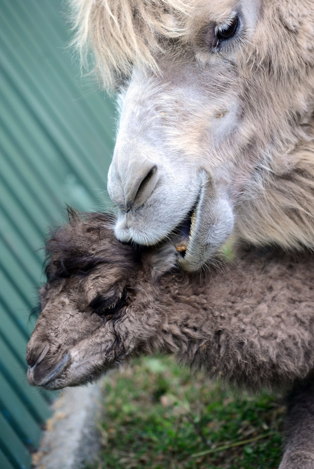 Animals in the news: a gorilla record holder, moving a flamingo and an alpaco-passenger