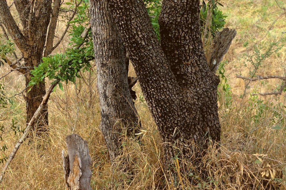 Photograph of disguised animals