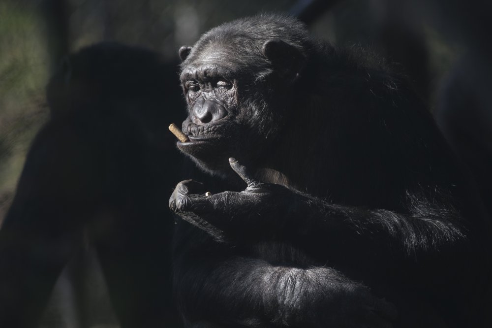 Животные в новостях: горилла-рекордсмен, переезд фламинго и альпако-пассажир