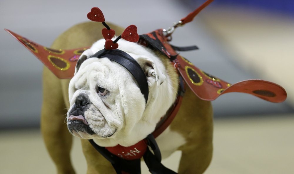 Конкурс красоты «Drake Relays Beautiful Bulldog 2014»