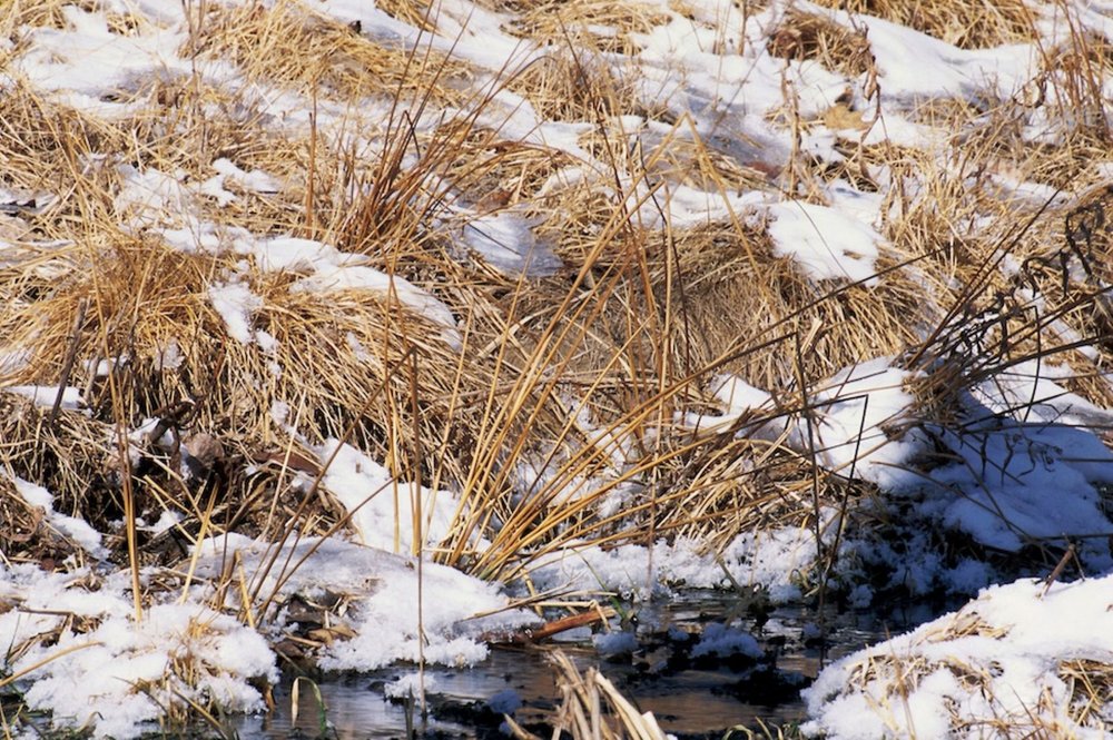 Photograph of disguised animals