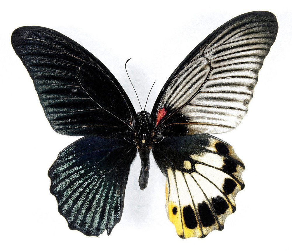 Gynandromorphism in Butterflies