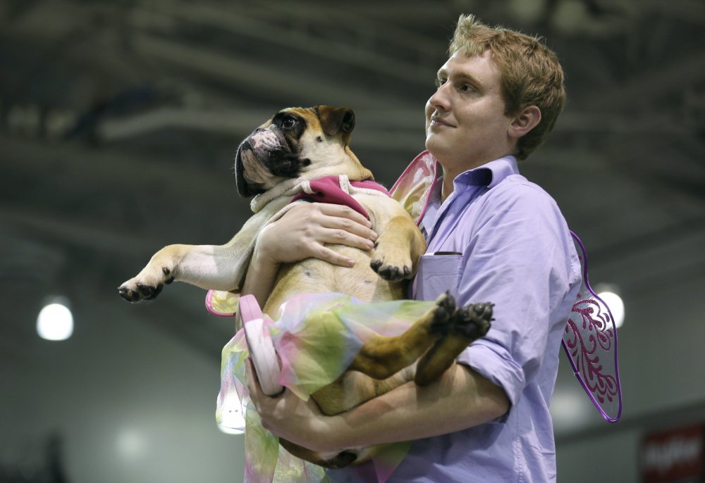 Конкурс краси & laquo; Drake Relays Beautiful Bulldog 2014 & raquo;