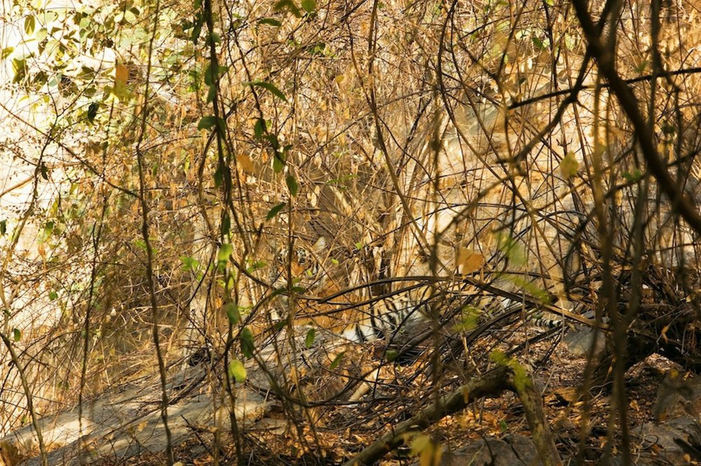 Photograph of disguised animals