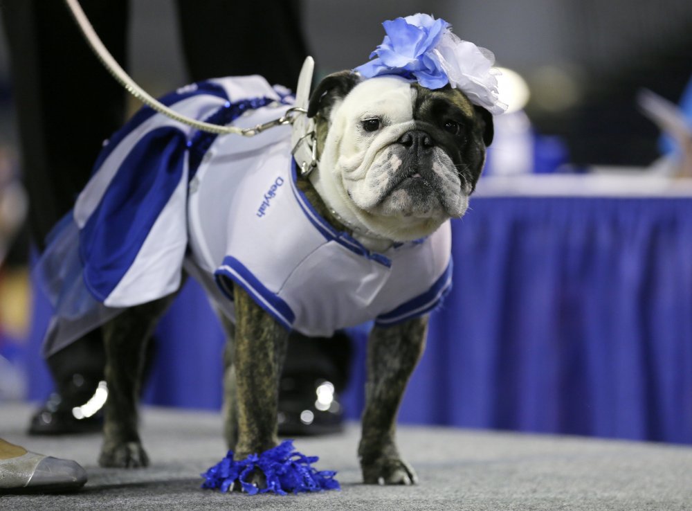 Конкурс красоты «Drake Relays Beautiful Bulldog 2014»