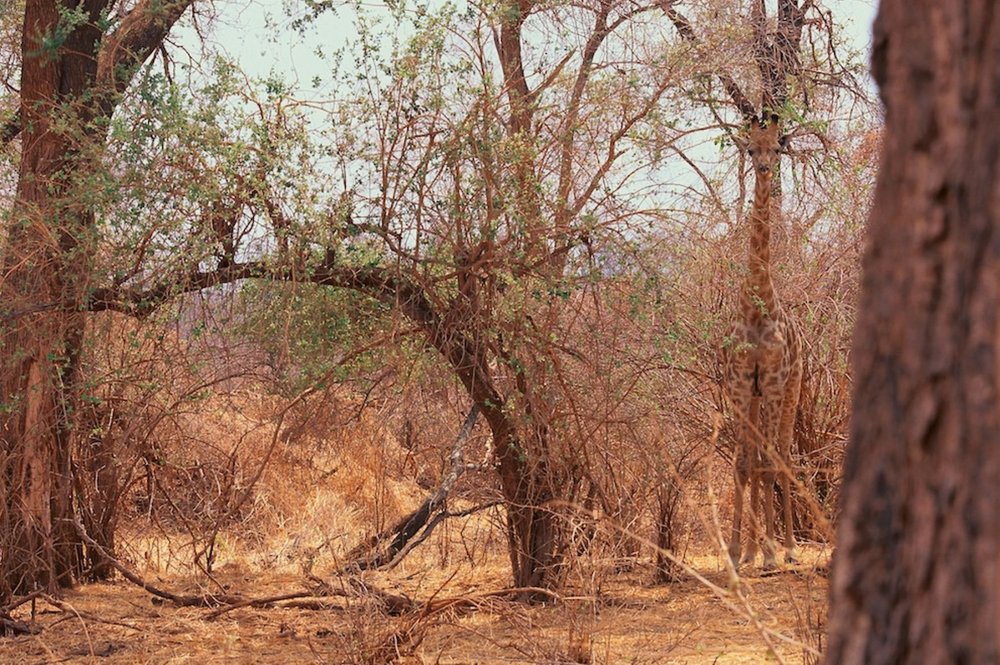 Photograph of disguised animals