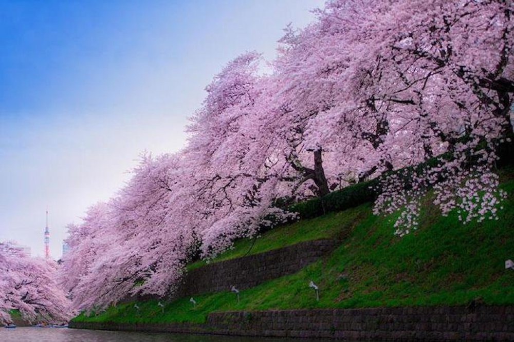 Japan, Spring, Sakura