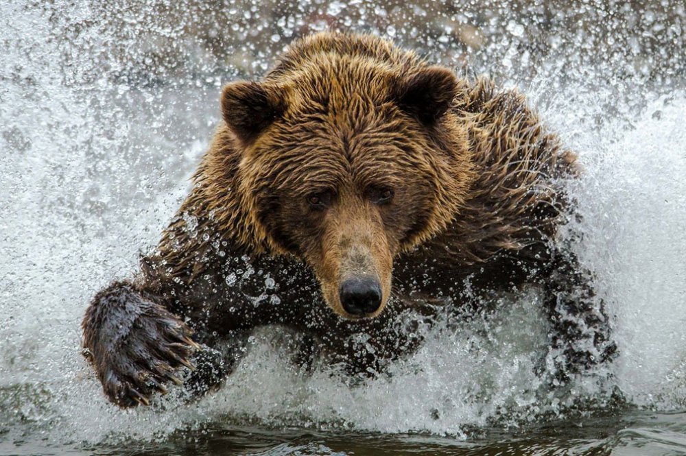 Все финалисты фотоконкурса от «Smithsonian Magazine»