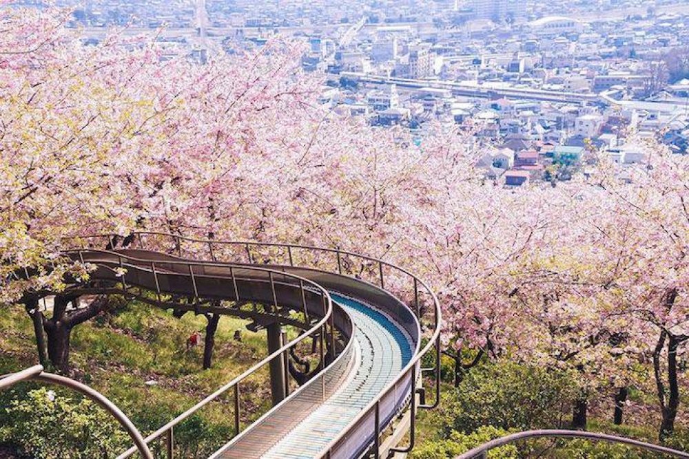 Japan, Spring, Sakura