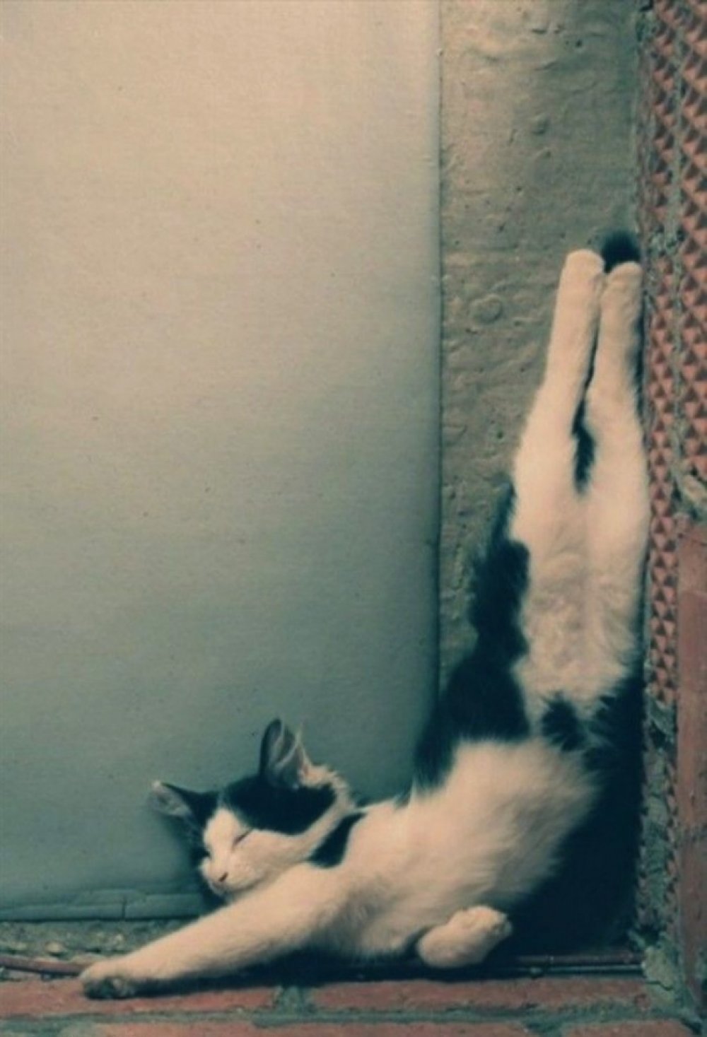 30 cats who have fallen prey to the art of