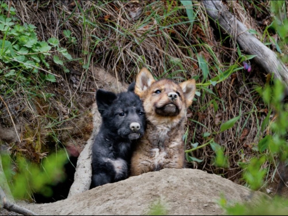 Best National Geographic Photos for March