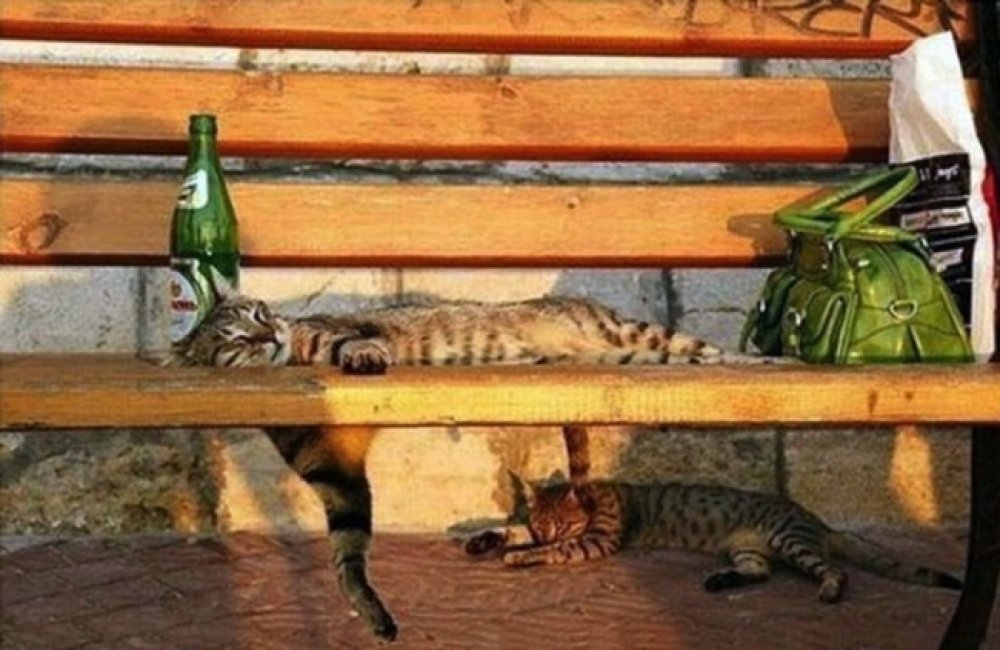 30 cats who have fallen prey to the art of