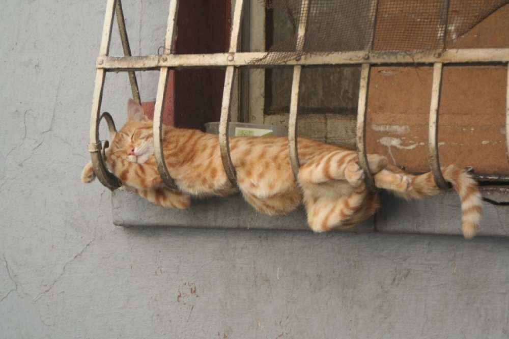 30 котов, постигших искусство «Сон-Фу»