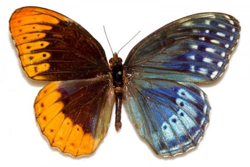 Gynandromorphism in moths