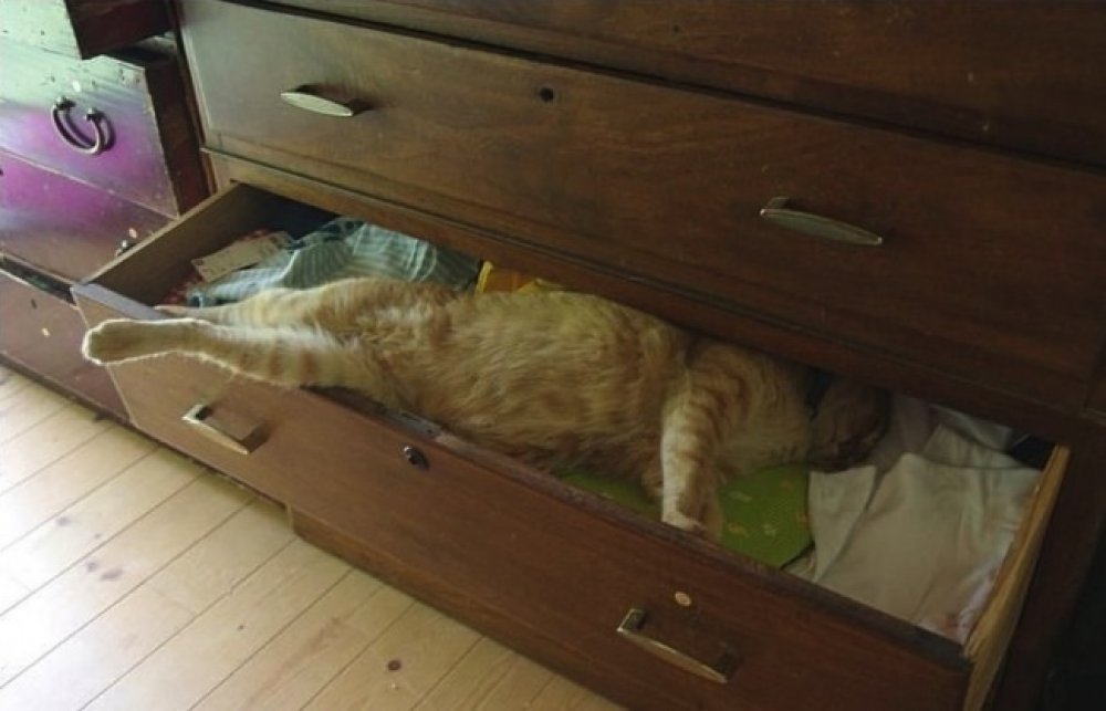 30 cats who have fallen prey to the art of