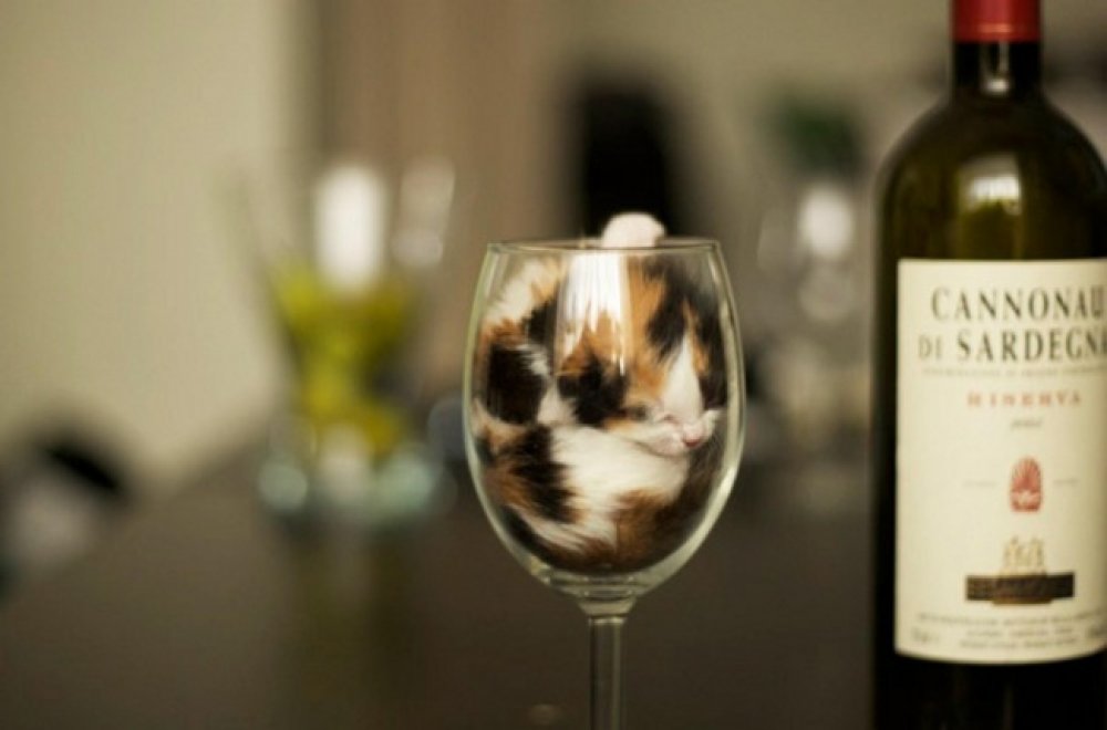 30 cats who have fallen prey to the art of