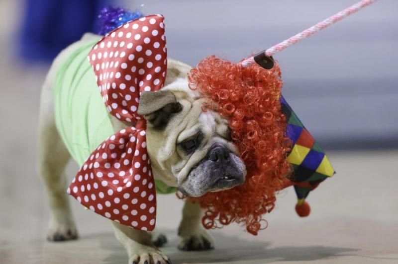 Конкурс краси «Drake Relays Beautiful Bulldog 2014»