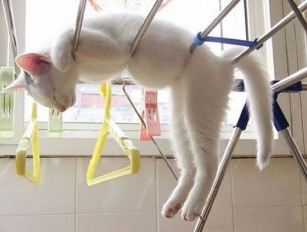 30 cats who have fallen prey to the art of