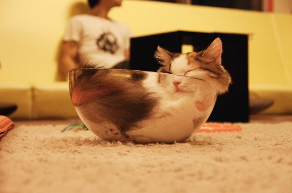 30 cats who have fallen prey to the art of