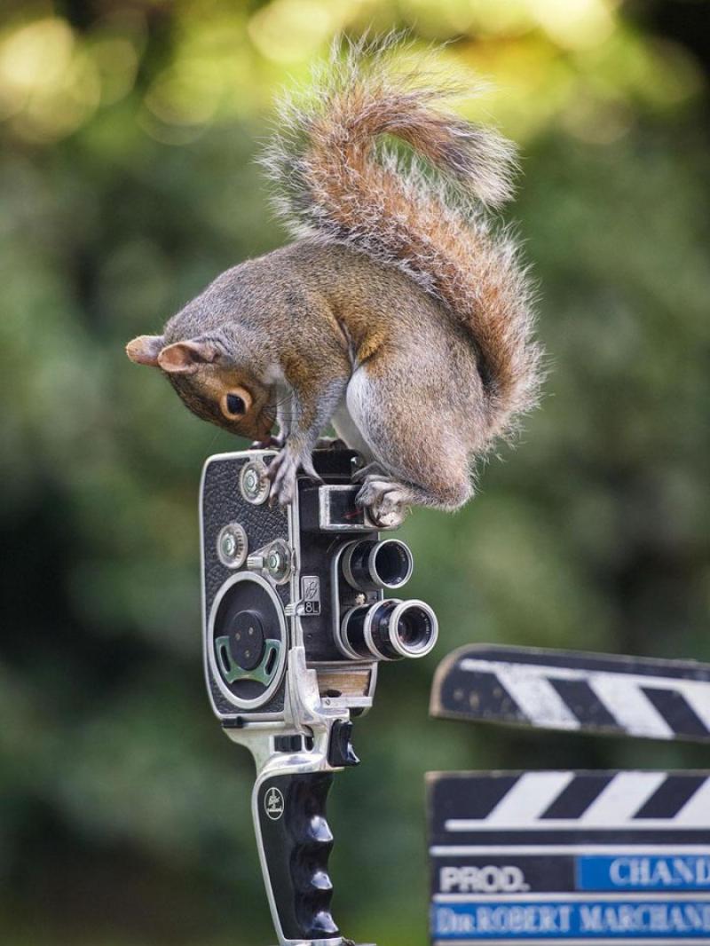An entertaining life of squirrel