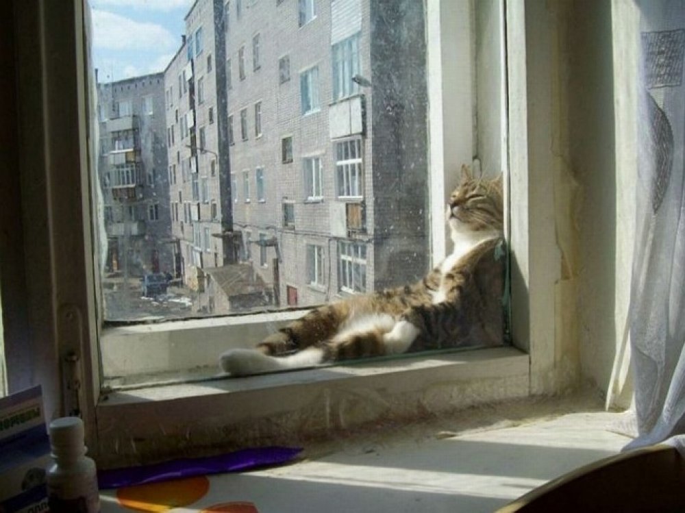 30 cats who have fallen prey to the art of