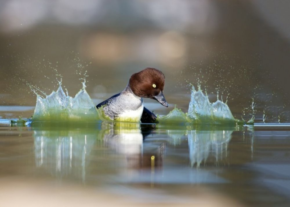 Best National Geographic Photos for the Month