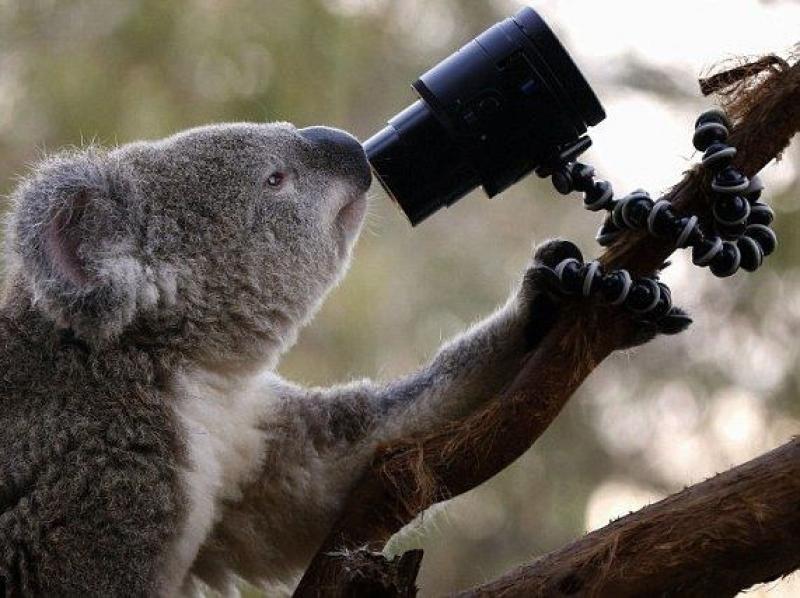 В Сиднейском зоопарке коалы делают селфи... 