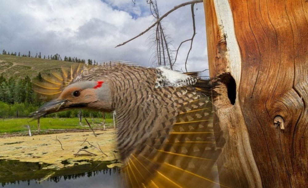 Лучшие фото National Geographic за март