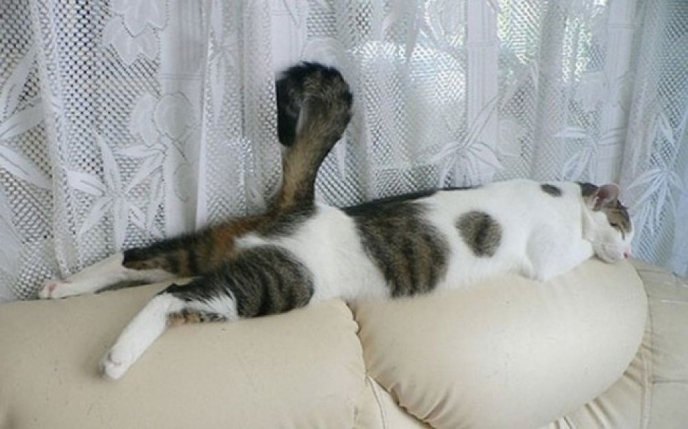 30 cats who have fallen prey to the art of