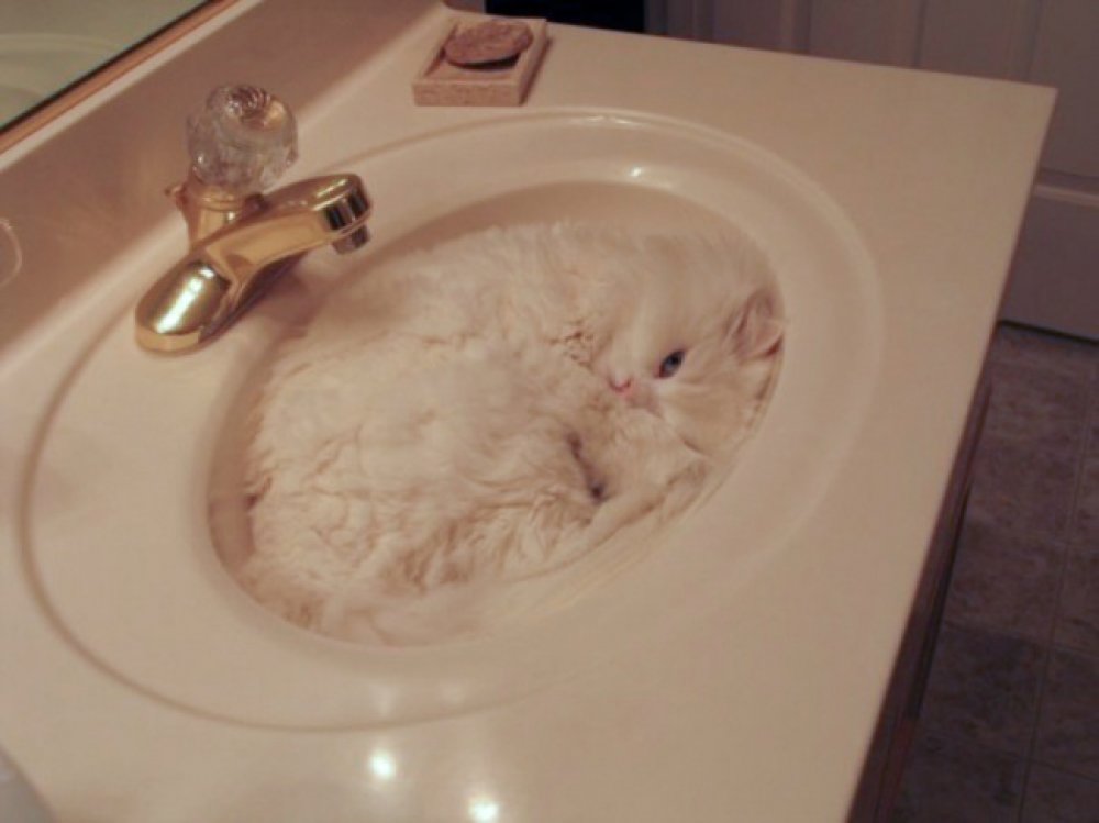 30 cats who have fallen prey to the art of