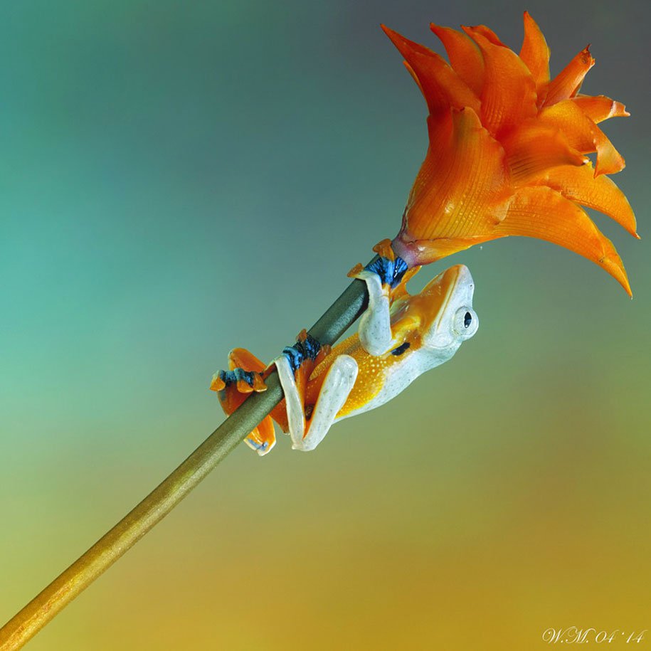 The tempting world of frogs in the macrophotography of Wil Mijer