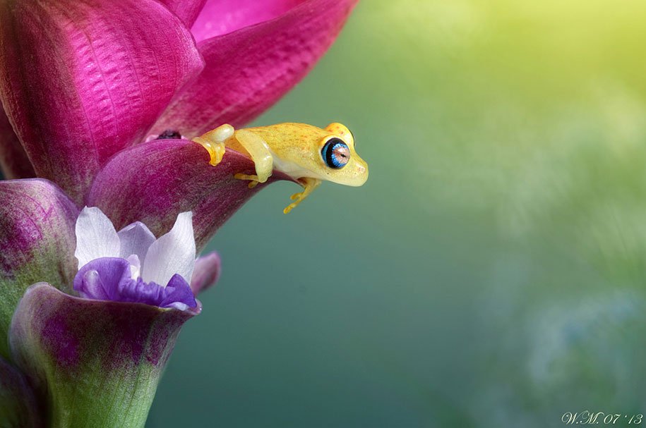 The tempting world of frogs in the macrophotography of Wil Mijer