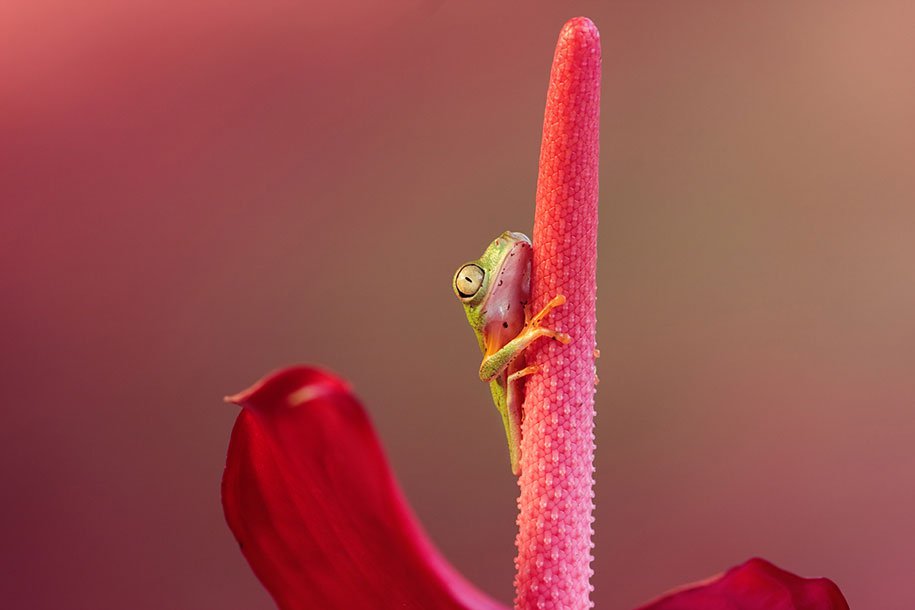 The tempting world of frogs in the macrophotography of Wil Mijer