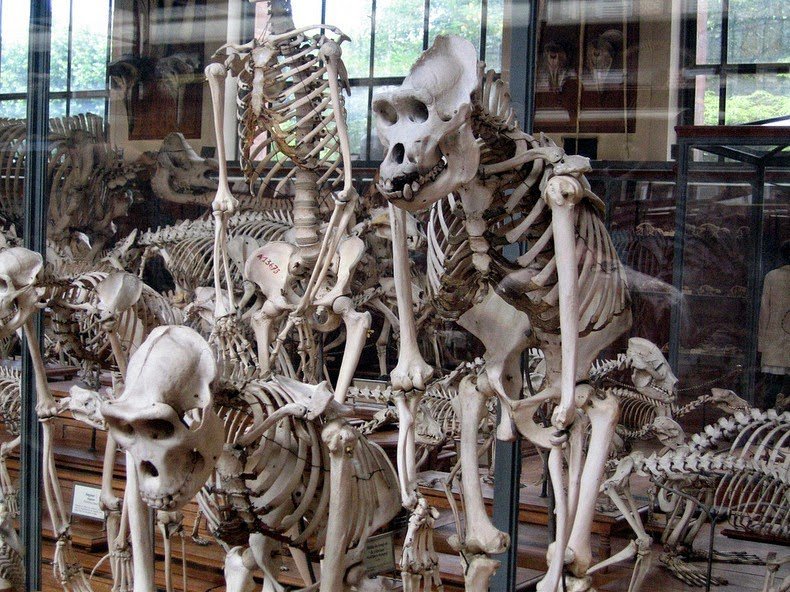 Skeleton Parade