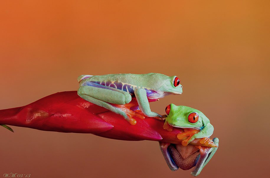 The tempting world of frogs in the macrophotography of Wil Mijer,
