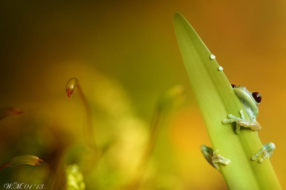 The tempting world of frogs in the macrophotography of Wil Mijer