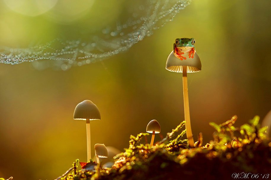 Привабливий світ жаб в макрофотографии Уїла Мійера (Wil Mijer)