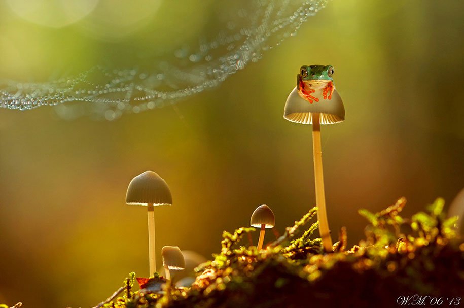 The tempting world of frogs in the macrophotography of Wil Mijer