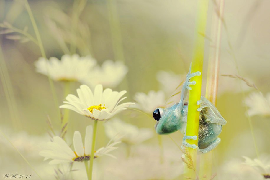 The tempting world of frogs in a macro photograph by Wil Mijer