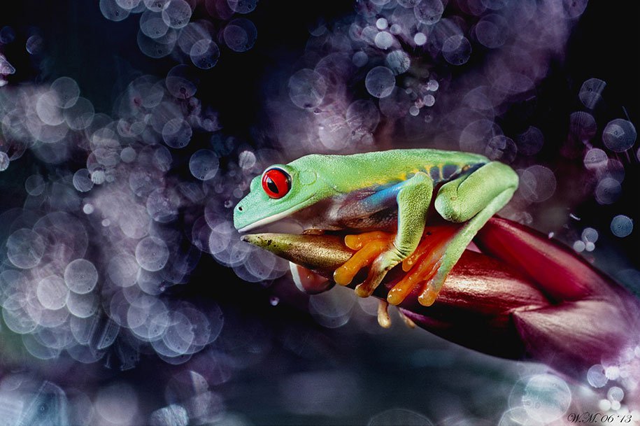 The tempting world of frogs in the macrophotography of Wil Mijer,