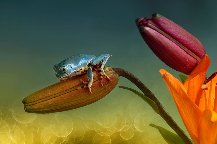 The tempting world of frogs in the macro photo of Wil Mijer