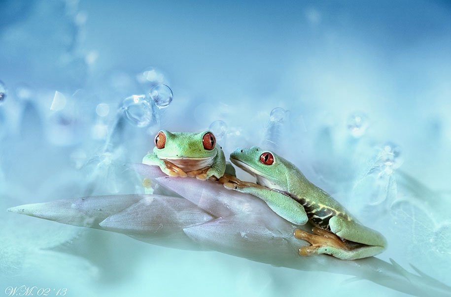 The tempting world of frogs in the macrophotography of Wil Mijer