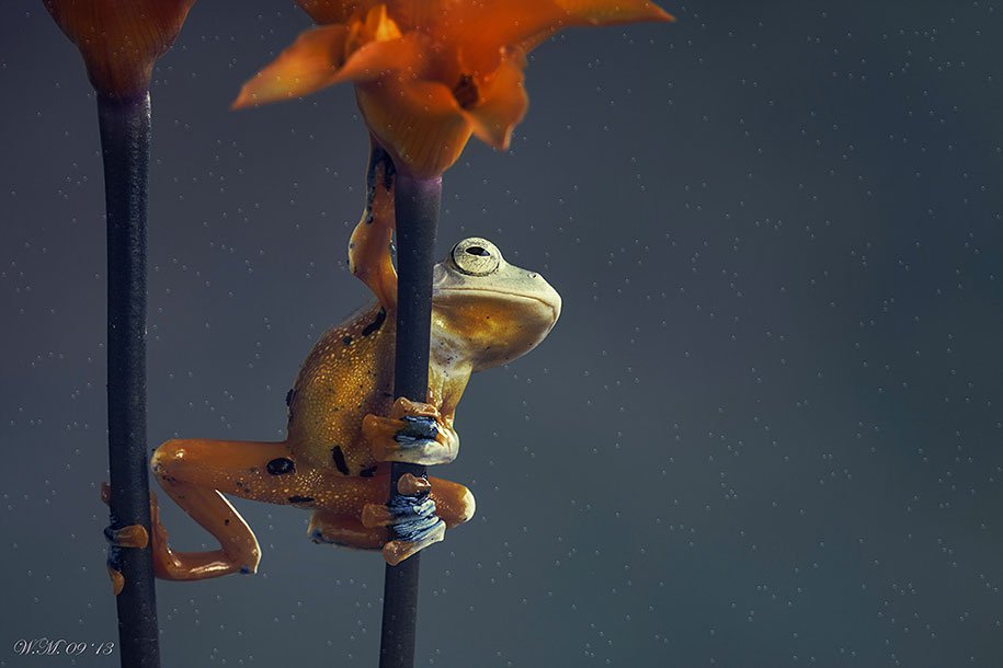 The tempting world of frogs in the macrophotography of Wil Mijer